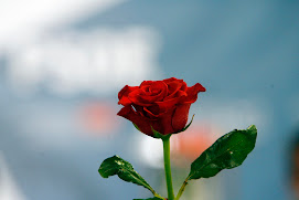 Una rosa es algo mas que una rosa