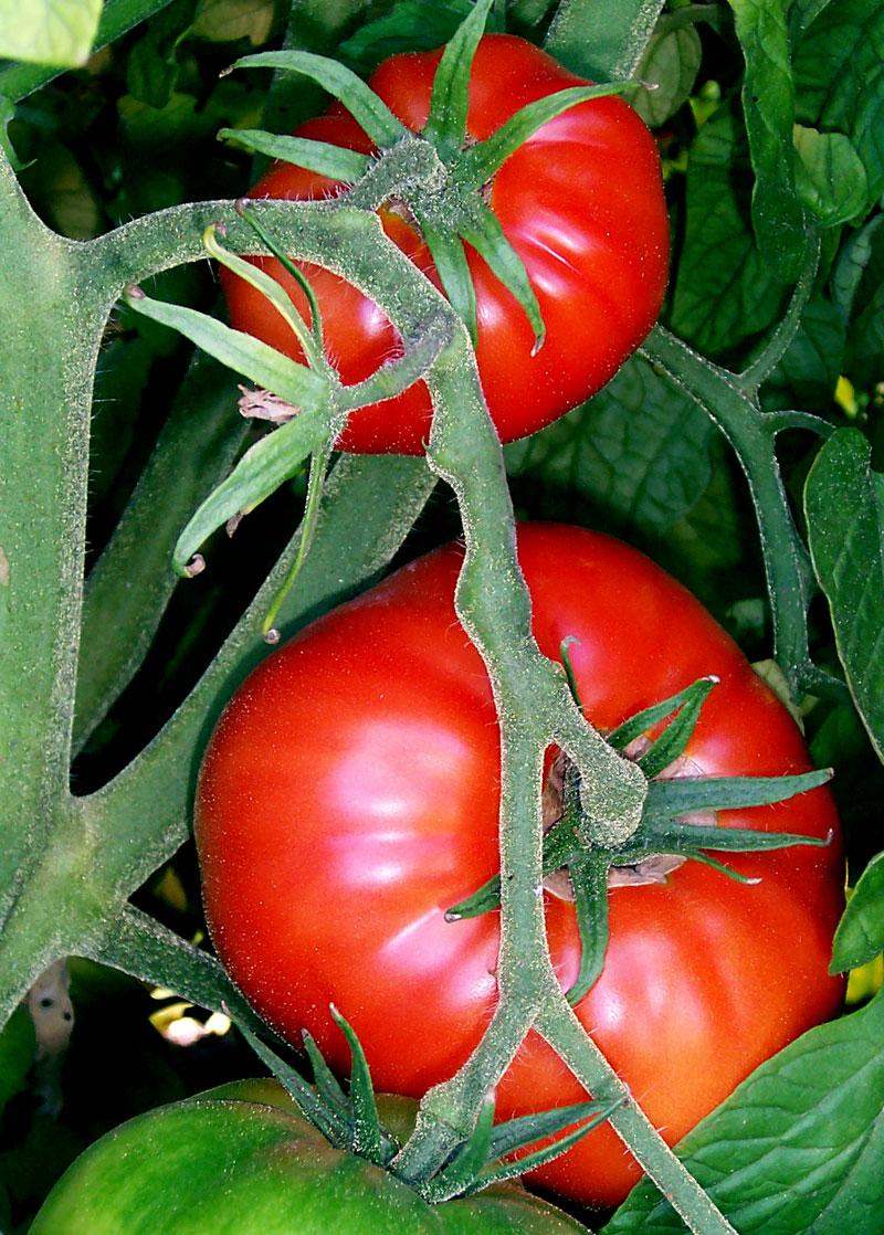 HOW TO GROW OUTDOOR TOMATO