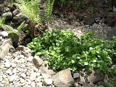 Growing Watercress Indoors