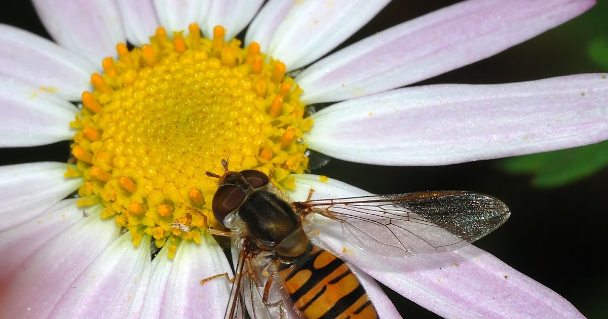 WHICH PLANTS ATTRACT APHID PREDATORS TO THE GARDEN The
