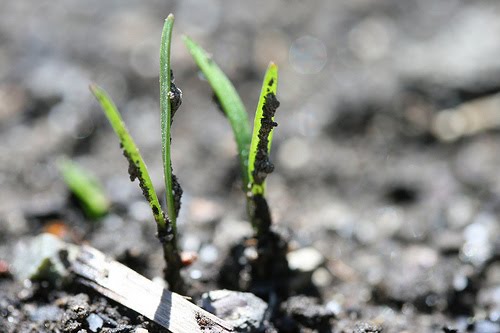 will frost kill carrot seedlings will frost kill carrot seedlings