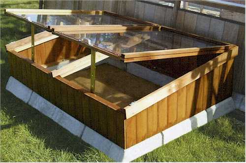 HOW TO GROW CABBAGE FROM SEED |The Garden of Eaden