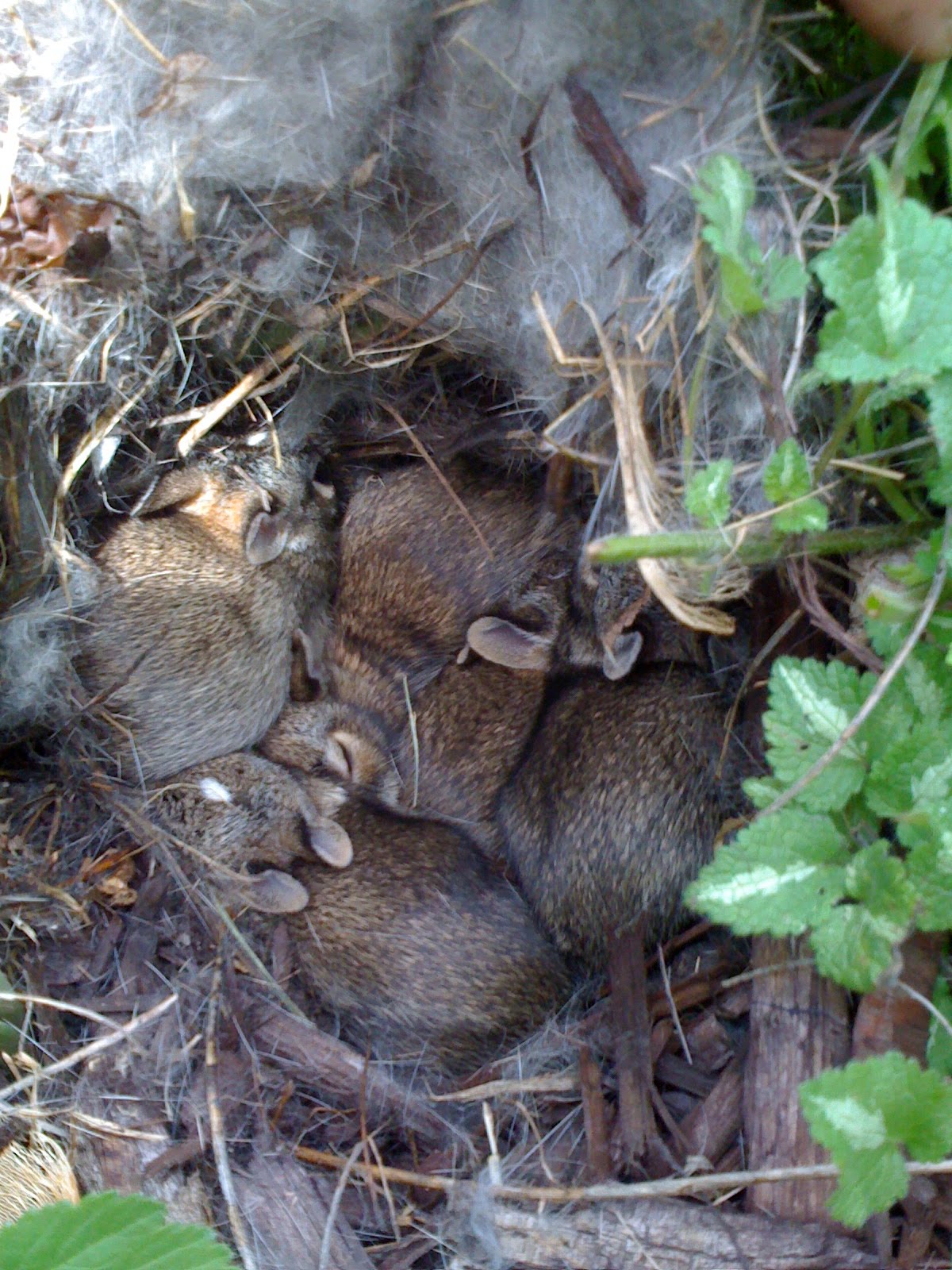 Our Garden Path Baby Bunny Nest Found