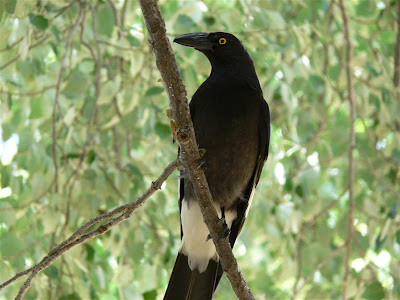 currawong bird