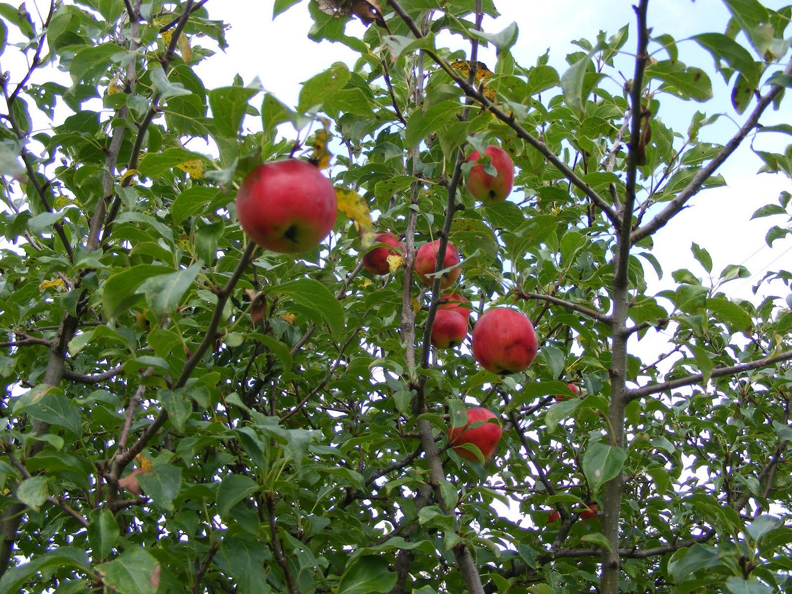 [Copy+of+DSCF7713.JPG]