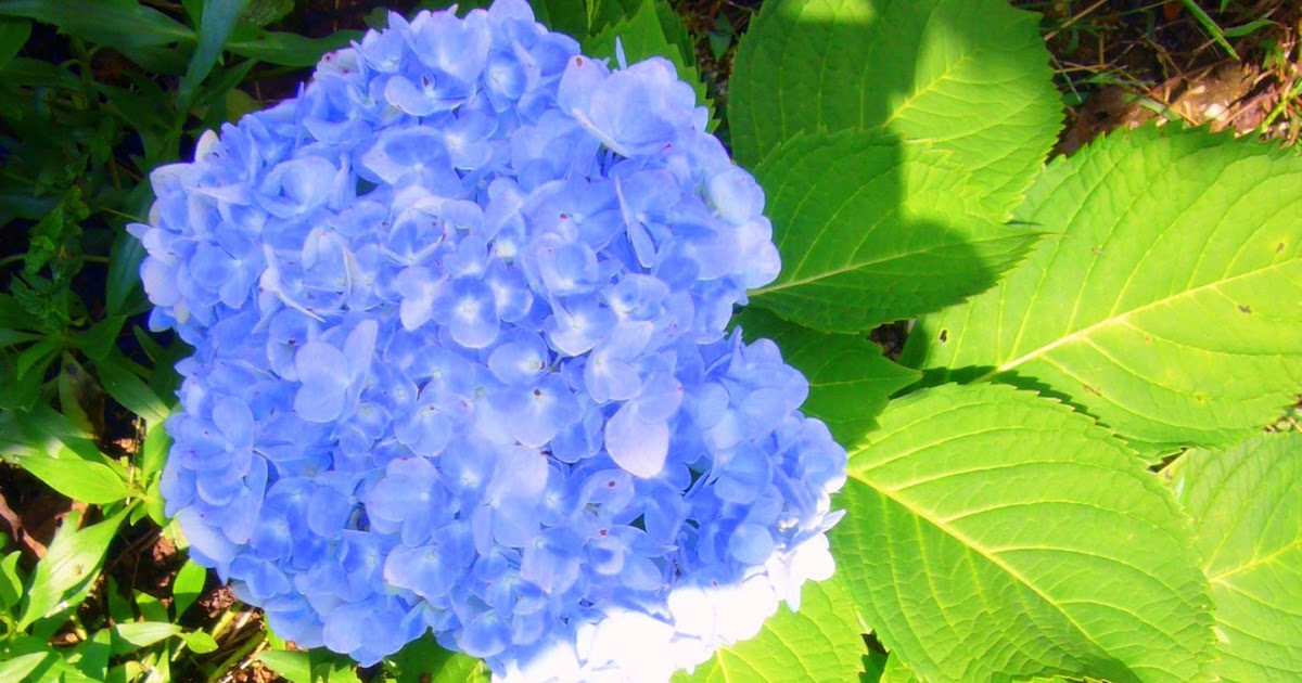 Mountain Moments: Blue Snowball