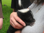 Baby Skunk From Under My Hen House