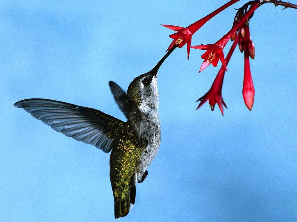 [Hummingbird.bmp]