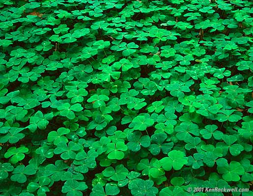 [clover1.jpg]