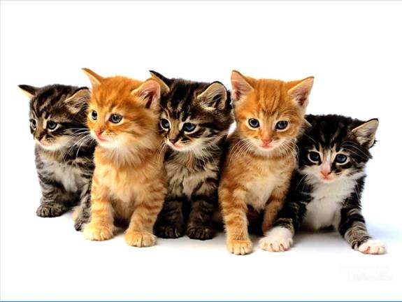 cute cats cute cats