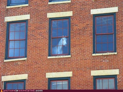 [Horse Window.jpg]
