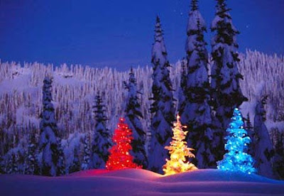 A Family Tree of Holidays - Christmas Trees: Christmas trees around the