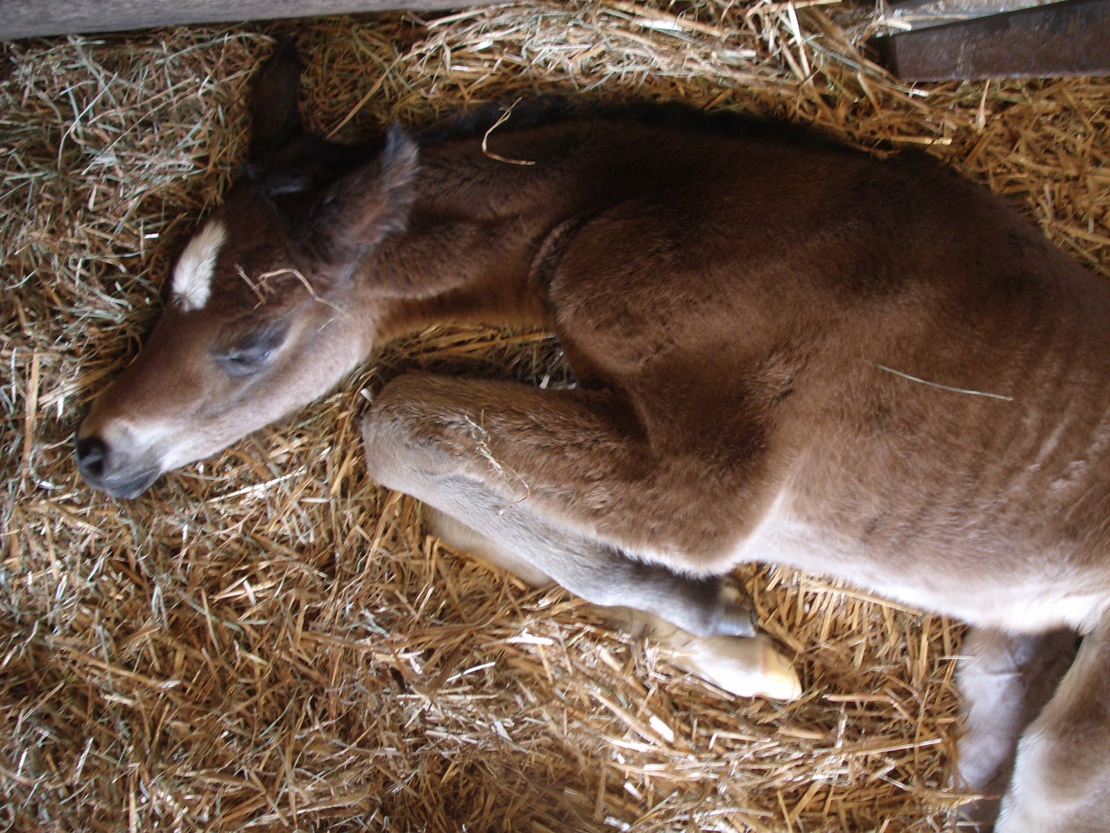 foals being born