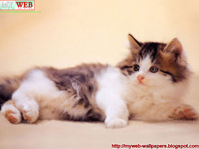 cats wallpapers. Cats wallpapers, casts