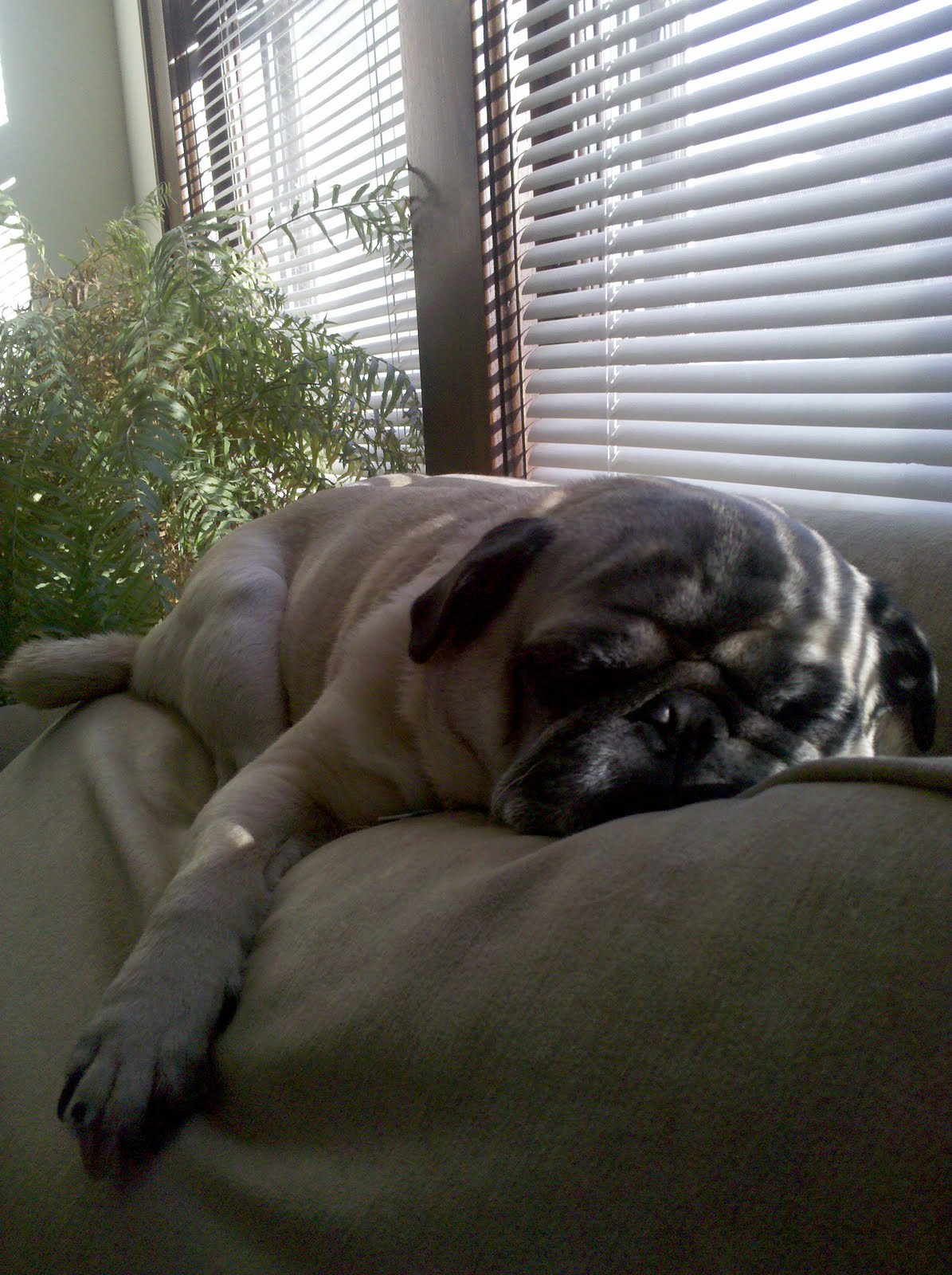 [Rocco+snooze.jpg]