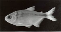 Astyanax Chico