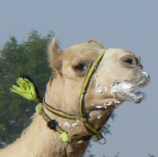 A camel foams at the mouth