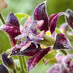 Toad Lily Mix