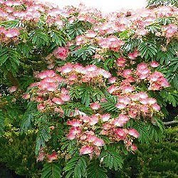 Red+twig+dogwood+bush+care