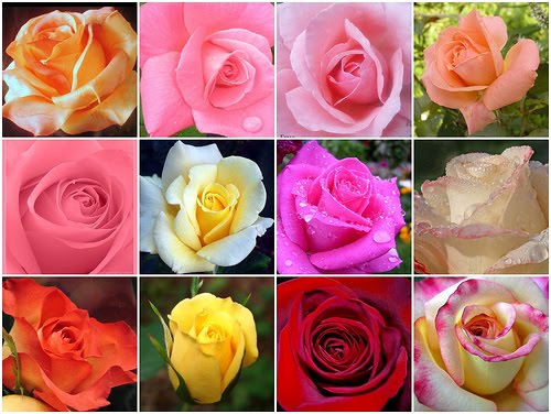 [rosas.jpg]
