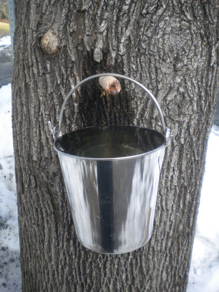 "Maple tree, maple tree, may we gather sap from thee..."