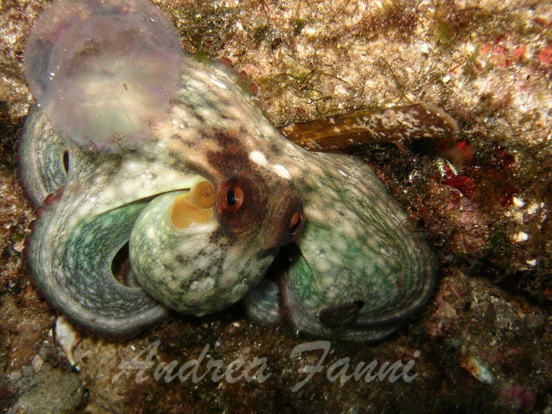 octopus vulgaris - polpo comune mediterraneo
