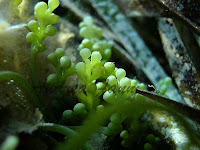 fotografia subacquea - caulerpa racemosa