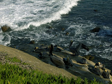 Pelicans