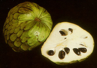 [Cherimoya_fruitWikiArchibaldTuttle.jpg]