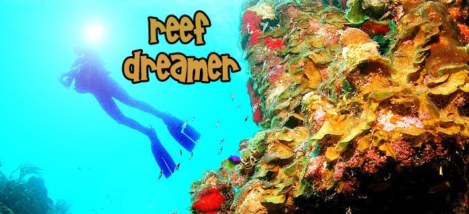 Reef Dreamer