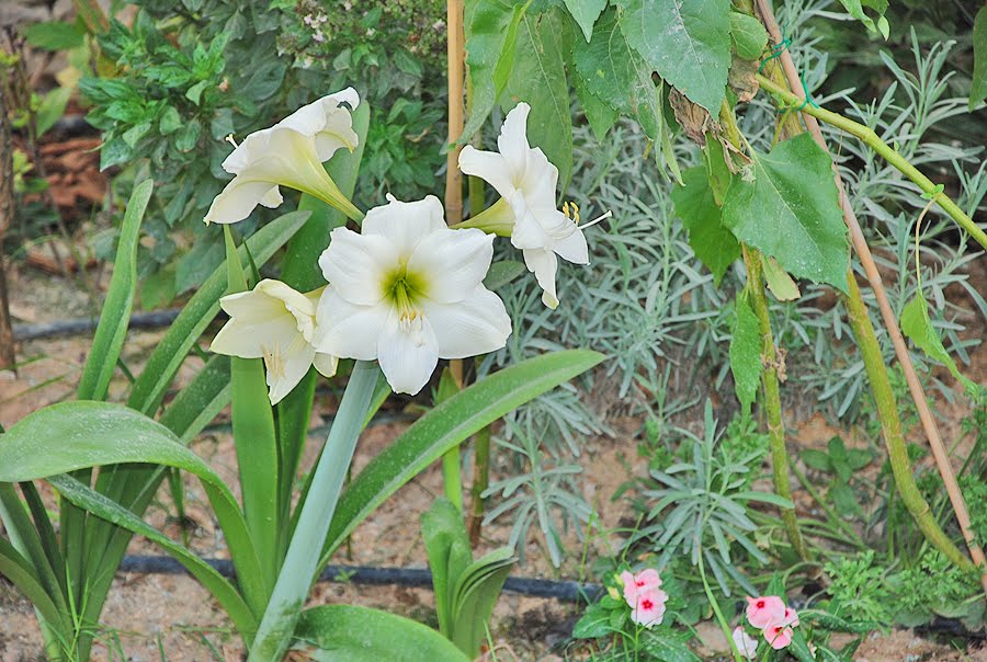 The Flowers Market: Blooms In My Garden