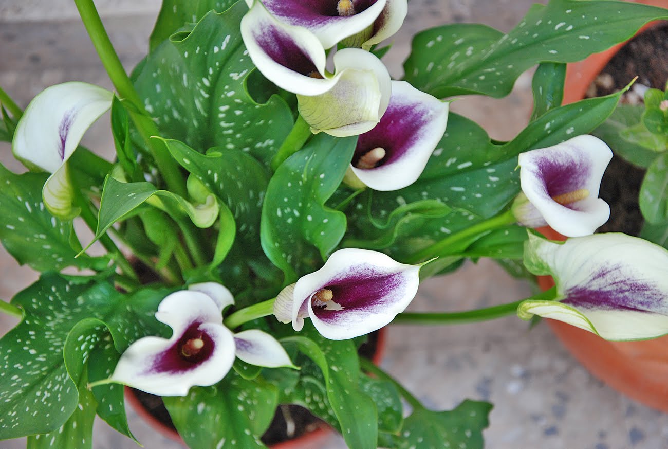 The Flowers Market Calla Lily