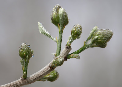 wisteria buds