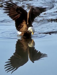 [eagle_reflection_preview[1].jpg]