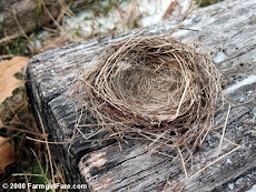 A Bird Nest