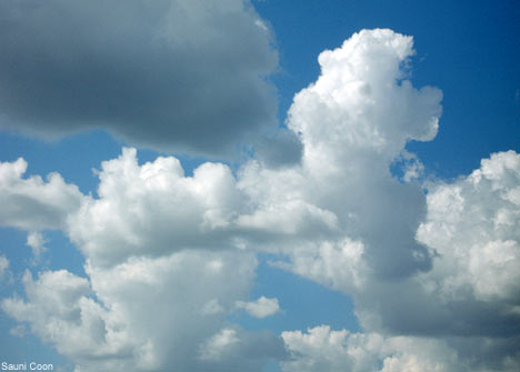 [skypoodle.jpg]