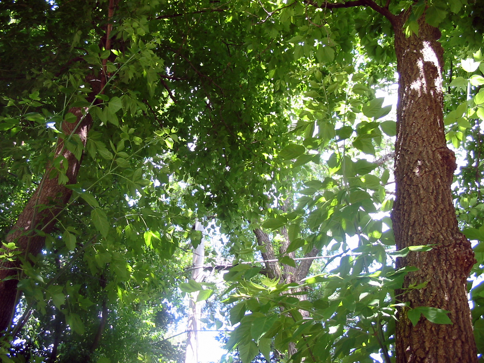 Up A Tree