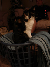 Our Little Addie Cat