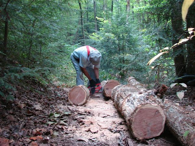 making sawdust