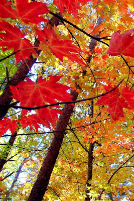 maple