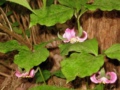 trillium
