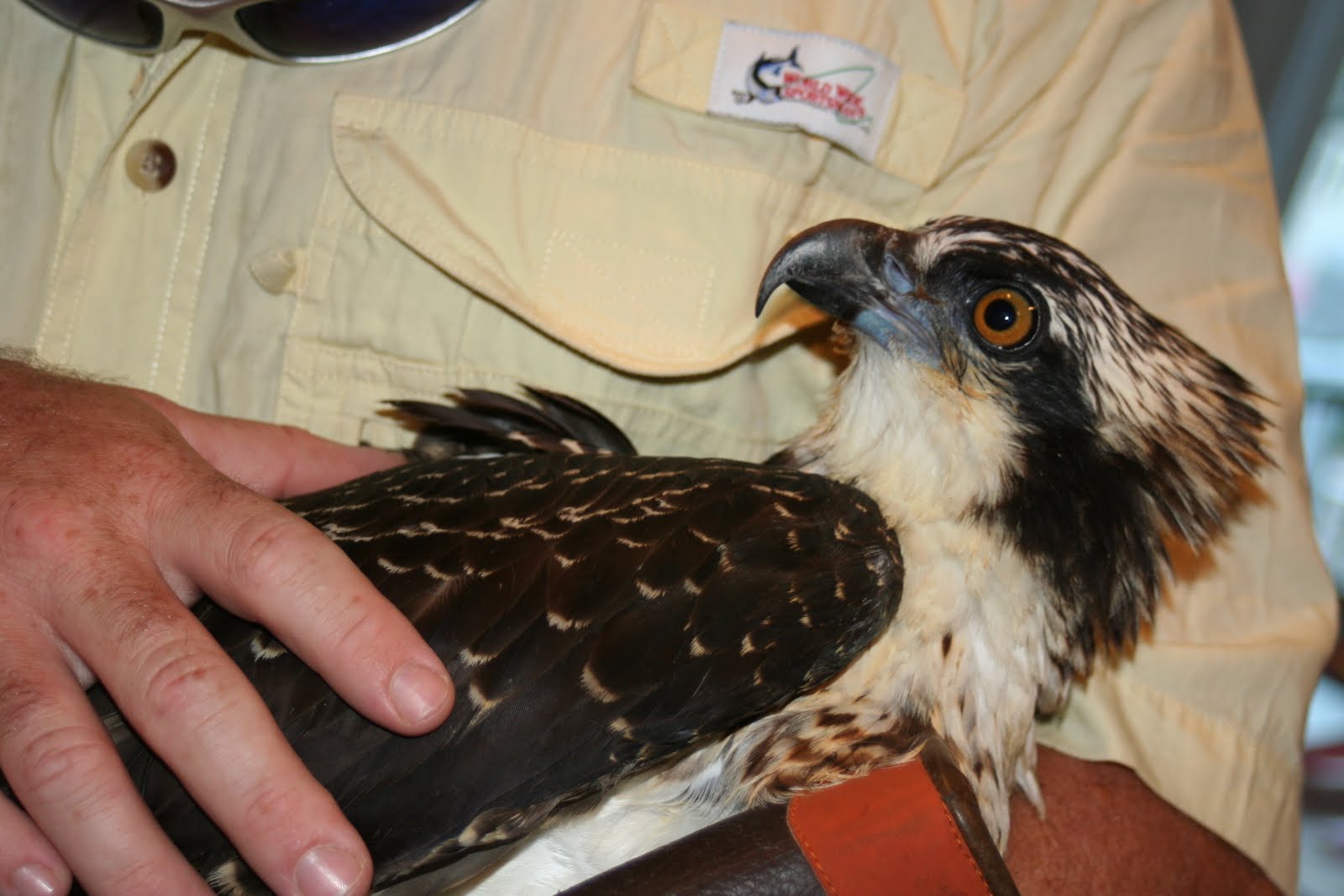 [osprey+149.JPG]