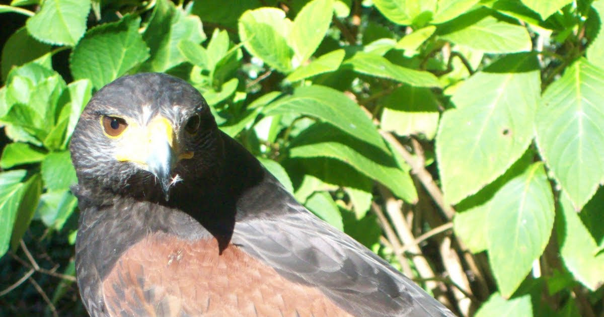 The Rasch Outdoor Chronicles Hunting Invasive Species