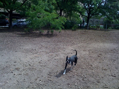 Dog Docking