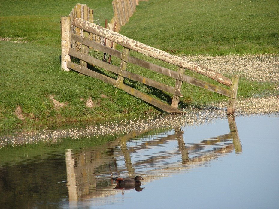 [fence+to...+ds.JPG]