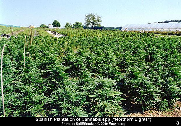 cannabis_field_.jpg