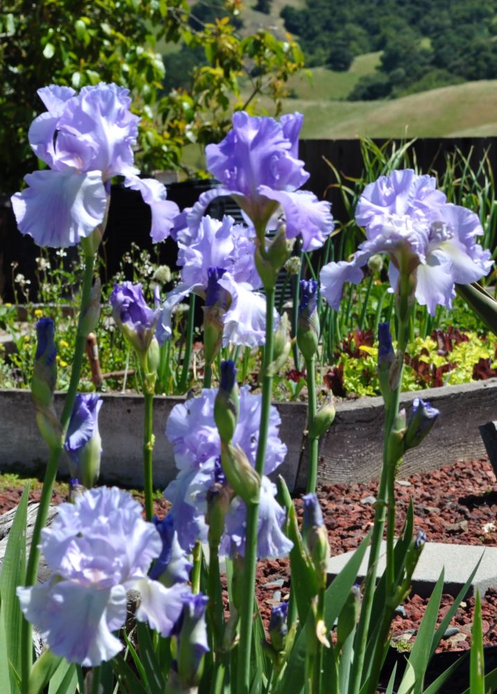 The Bulb Garden Byddi Lee