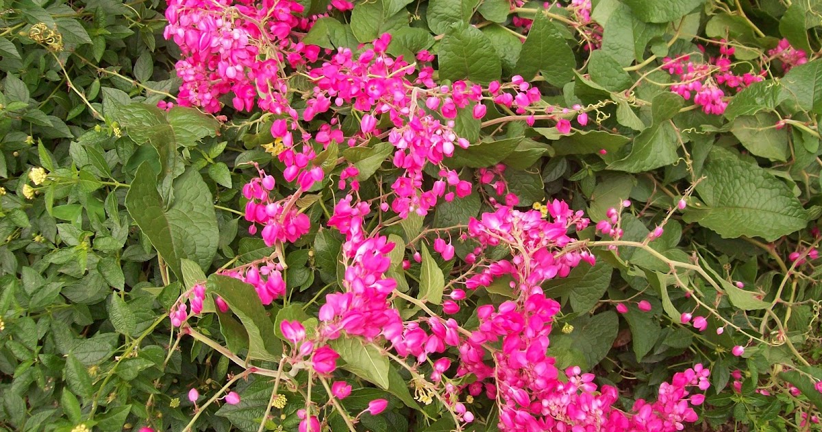 gardentropics Flowers of monsoon