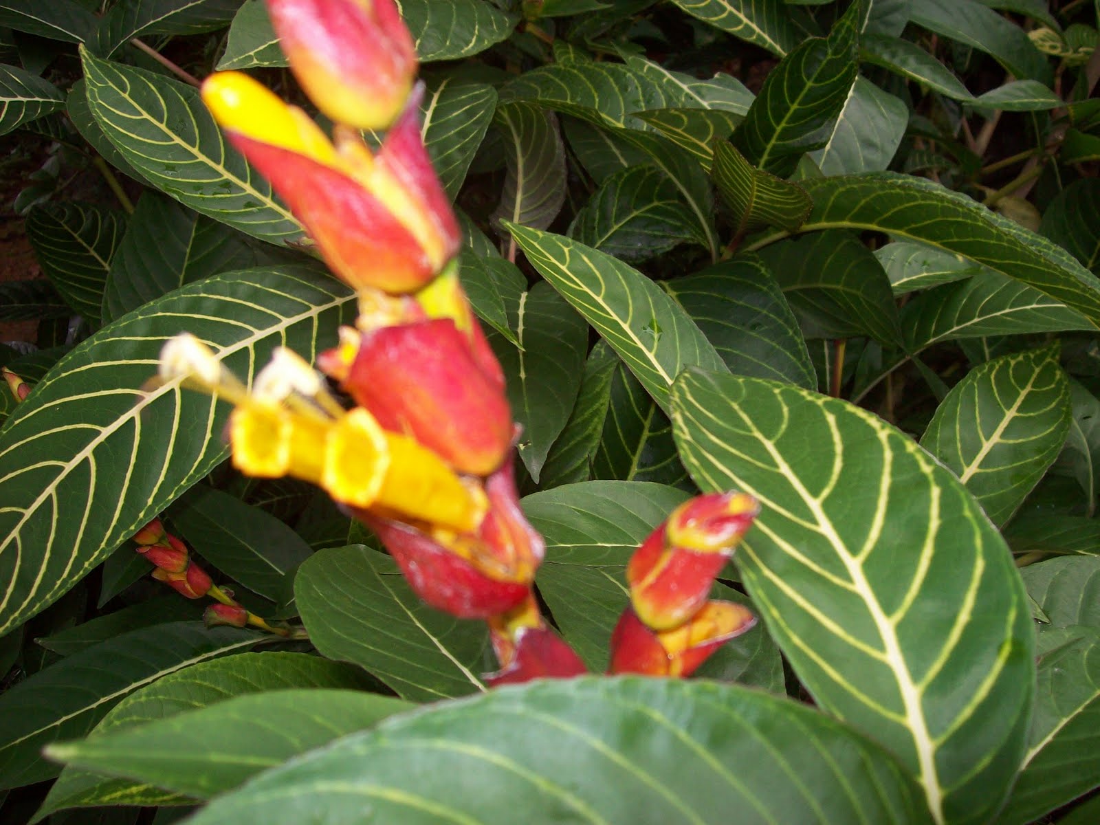 Plants In Brazil