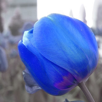 Bunga Tulip Biru
